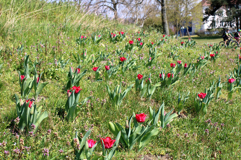 Tulpen im Stadtpark