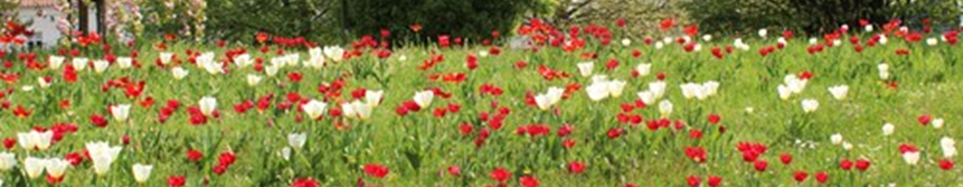 12. Deutsch-Türkisches Tulpenfest